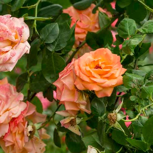 Narancssárga, piros futtatással - Teahibrid virágú - magastörzsű rózsafa- csüngő koronaforma